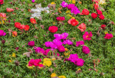 Trik Merawat Bunga Krokot Agar Tumbuh Subur dan Berbunga Lebat