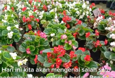 Mengenal Begonia Bali, Tanaman Hias Cantik Berdaun Unik dan Cara Perawatannya